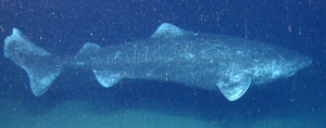 Greenland Shark