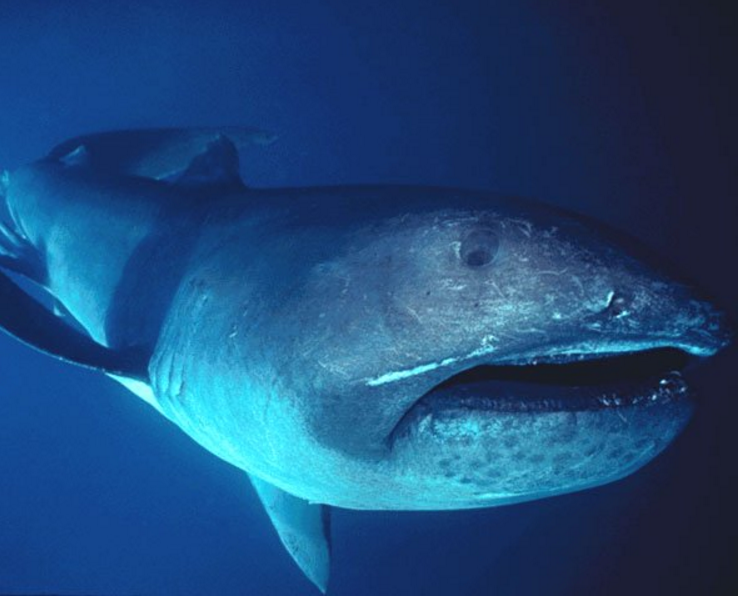 Megamouth Shark