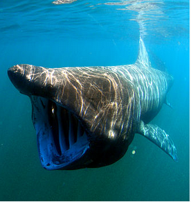 Basking Shark
