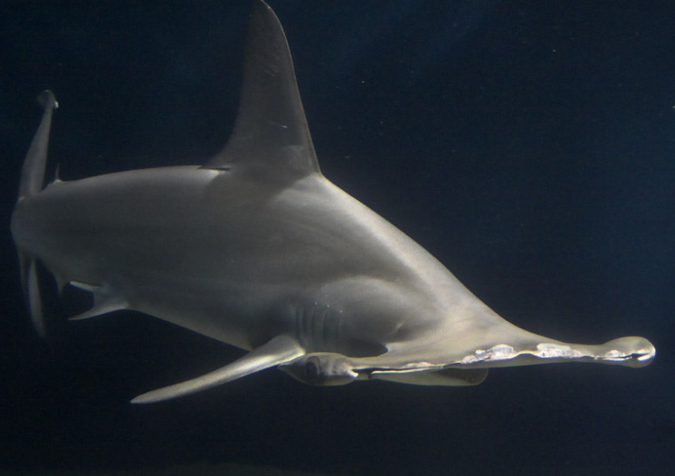 Scalloped Hammerhead Shark