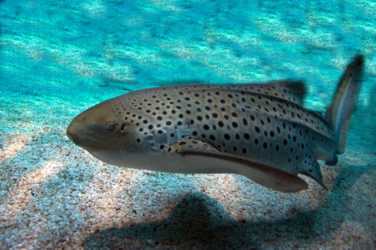 The Zebra Shark is on the list of endangered sharks