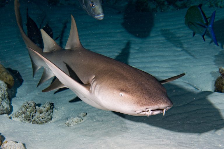 A Solitary Nurse Shark At Night