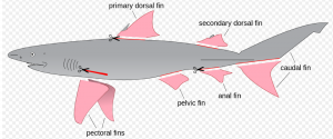 Shark Finning diagram