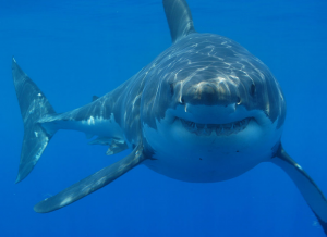 Great White Shark. The Main Target In WA Shark Culling Program