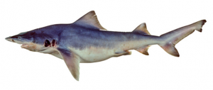 Drawing of the Northern River Shark