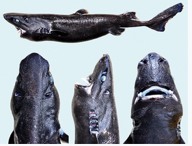 Holotype of the Ninja Lanternshark