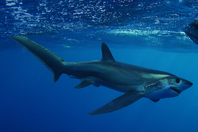 Bigeye thresher shark out in the ocean