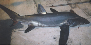 Close view of the bigeye thresher shark