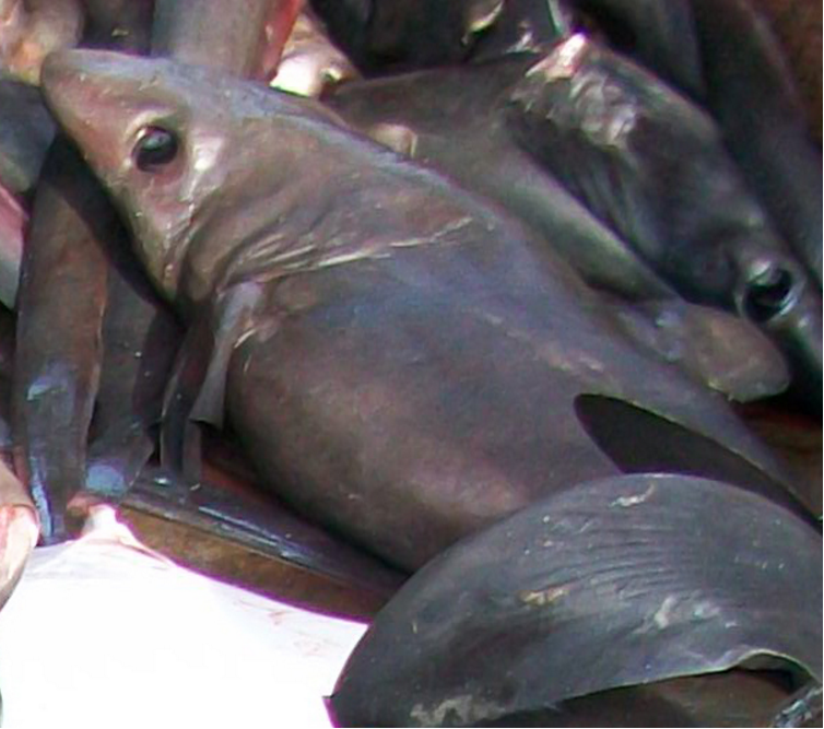 A crocodile shark