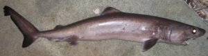A crocodile shark