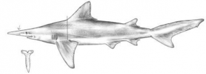 Drawing of the Daggernose shark
