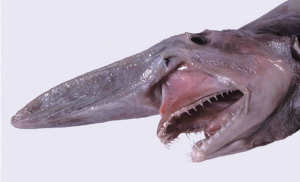 The Head Of The Goblin Shark