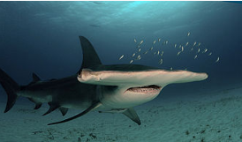 Front view of the Great Hammerhead Shark