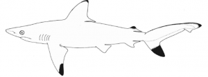 The Critically Endangered Pondicherry Shark