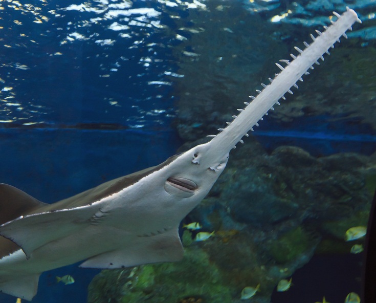 A Sawfish