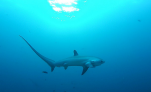 The Elusive Thresher Shark