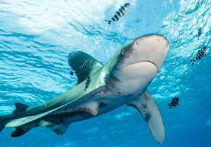 oceanic whitetip shark