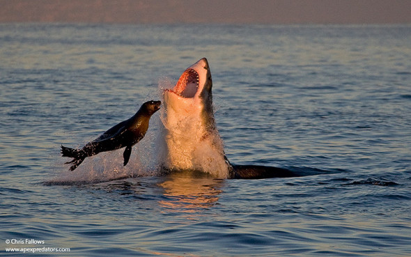 Seal And Shark