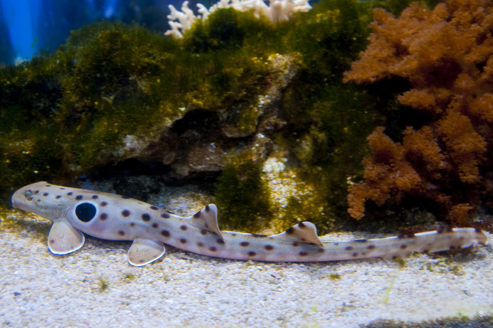 Epaulette Shark: The history of sharks