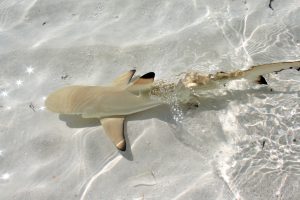 A New born shark