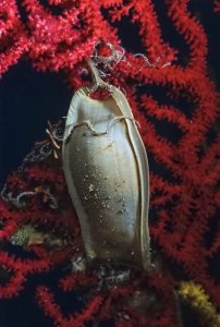 Shark eggs