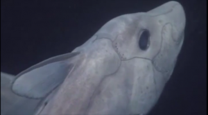 Head shot of the pointy-nose ghost shark