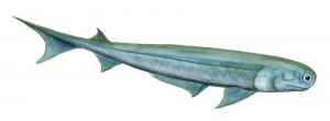 Drawing of an Acanthodian