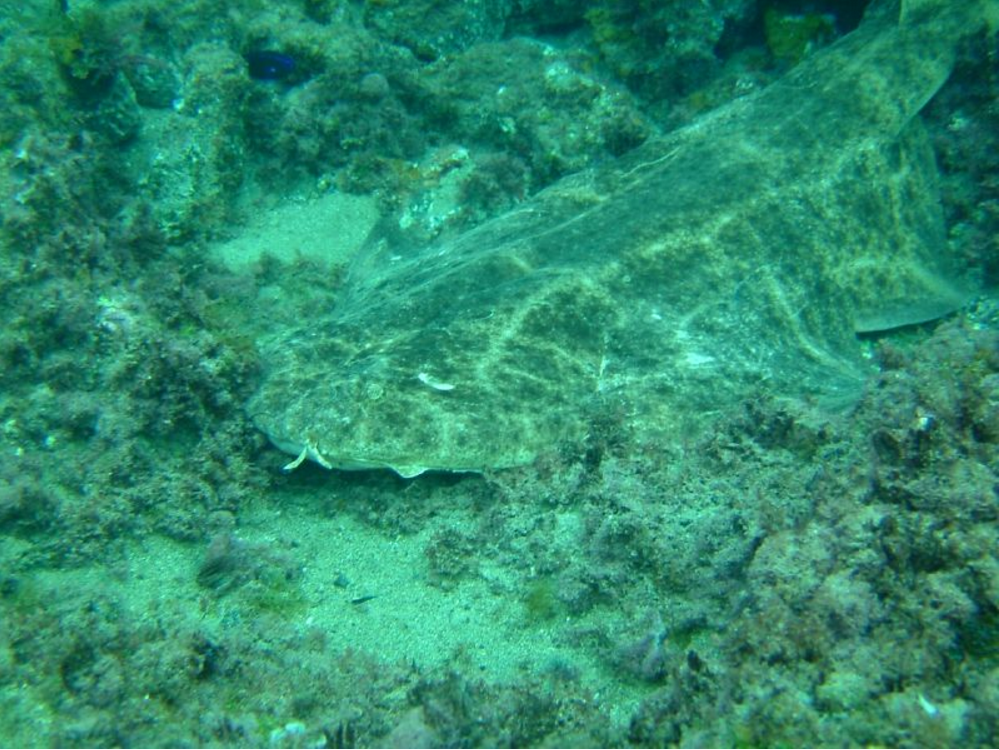 An Angelshark lying in wait for prey