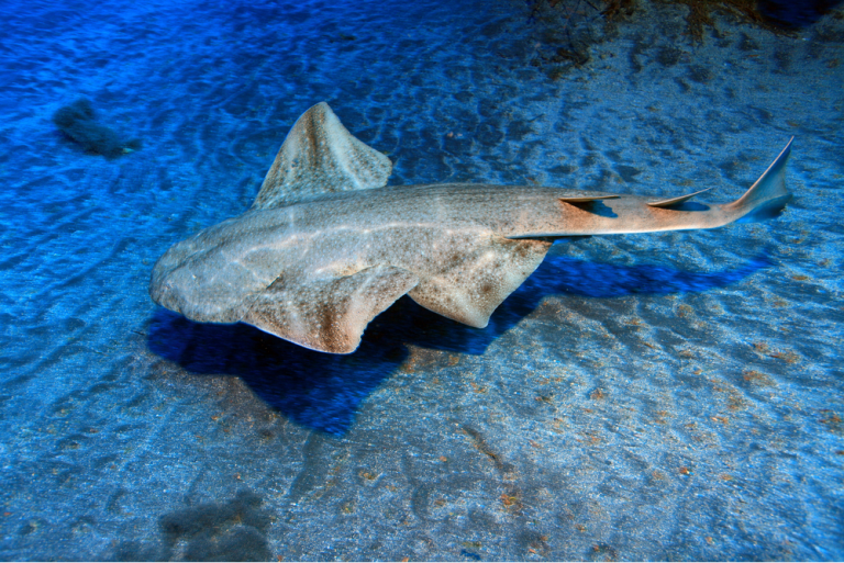 The Angelshark is critically endangered