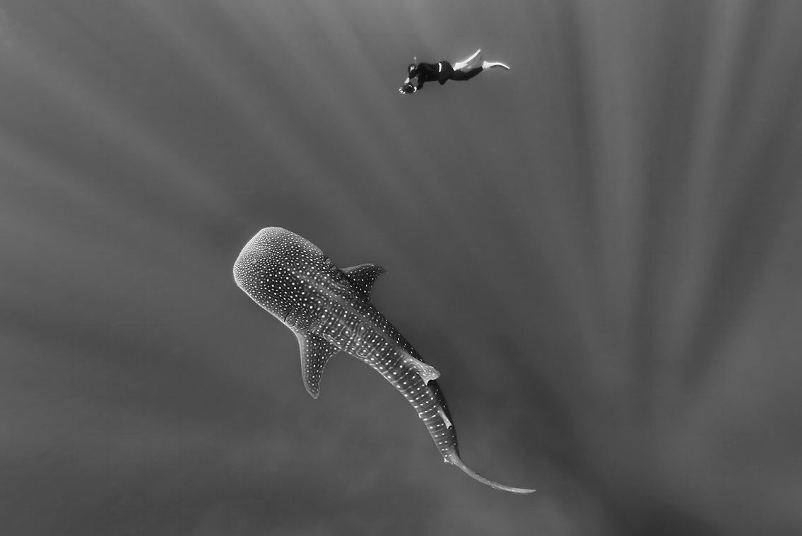 Whale shark from above by Blickfein