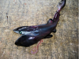 two-headed sharks don't survive a few moments after birth