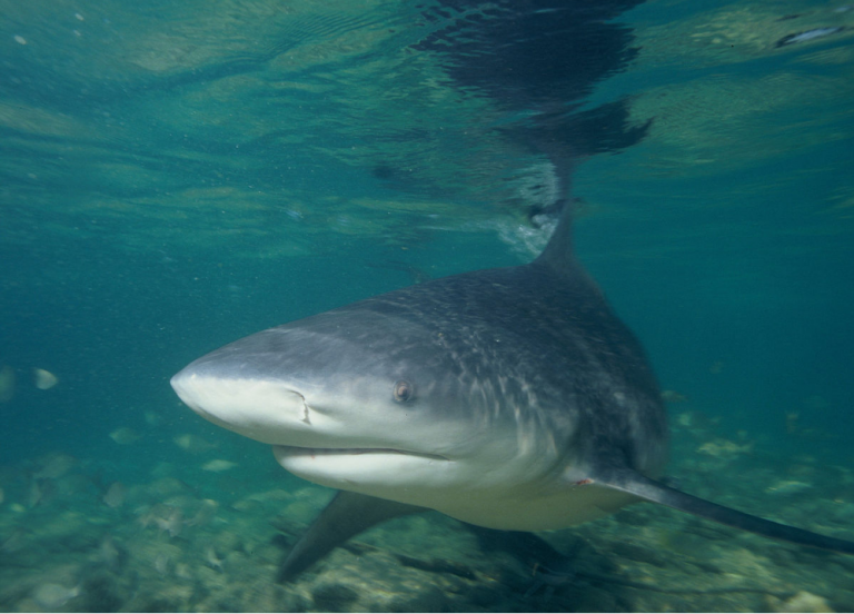 Picture of a bull shark: Bull sharks in freshwater