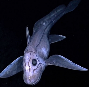 A Deep Sea Chimaera