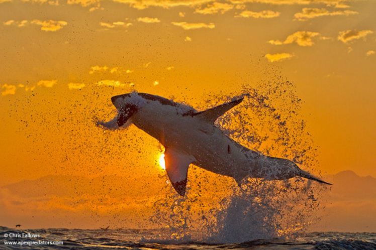 Breaching great white and seal. Real shark photos