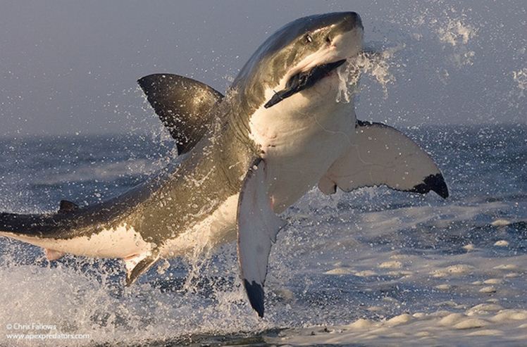 great white in full flight