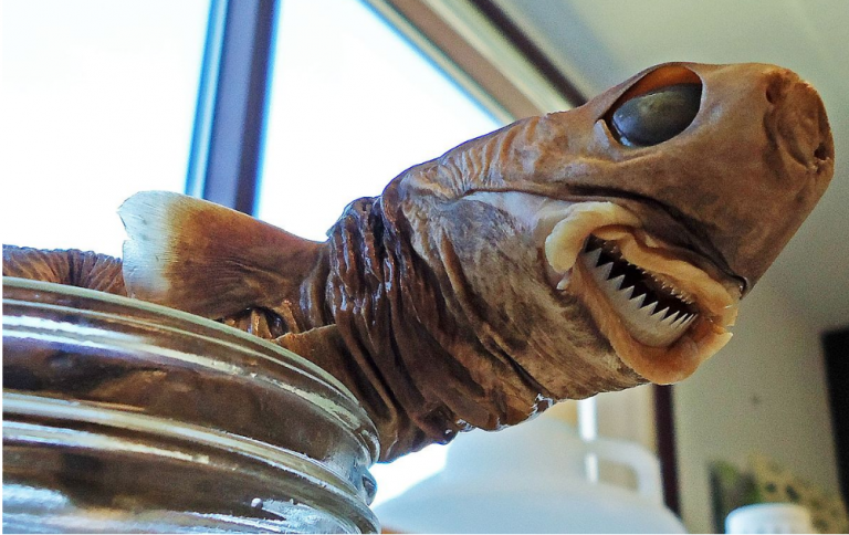Species Profile: The Cookiecutter Shark