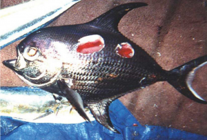 Pomfret with cookiecutter bite wounds
