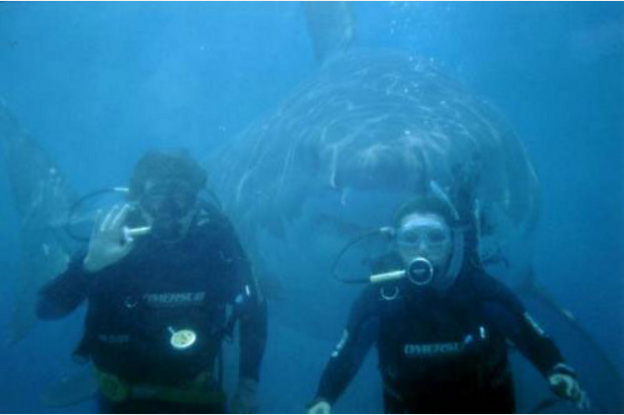 The couple and the shark: One of the most popular fake shark pictures