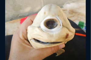 In addition to two-headed sharks, a one-eyed shark fetus was also discovered.