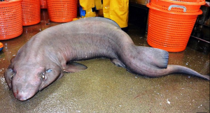 A false catshark caught for tagging