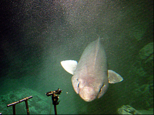 The False Catshark In The Ocean