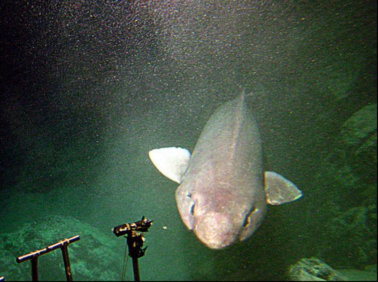 The False Catshark In The Ocean