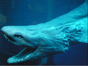 The Frilled Shark has the longest gestation period in shark reproduction