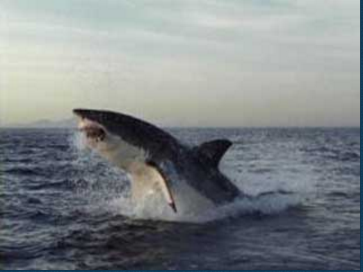The original shark picture