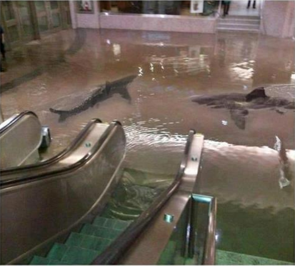 Fake picture of sharks 