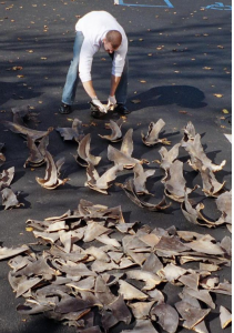 NOAA Official Counting Confiscated Shark Fins