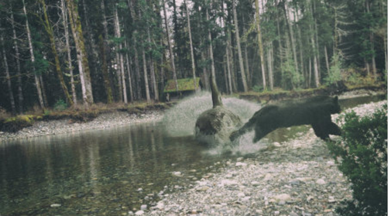 Killer whale and a bear