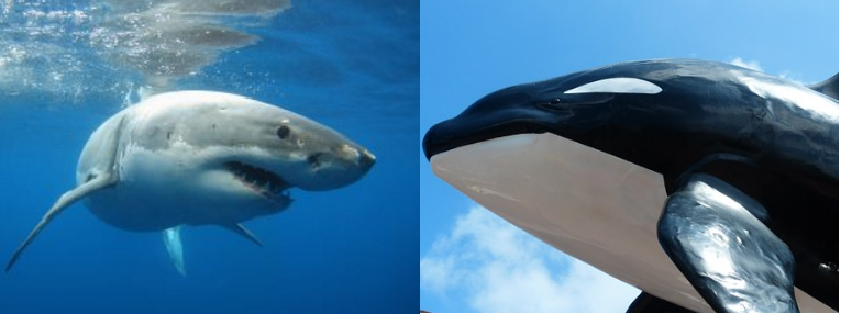 Orcas Versus Great White Sharks
