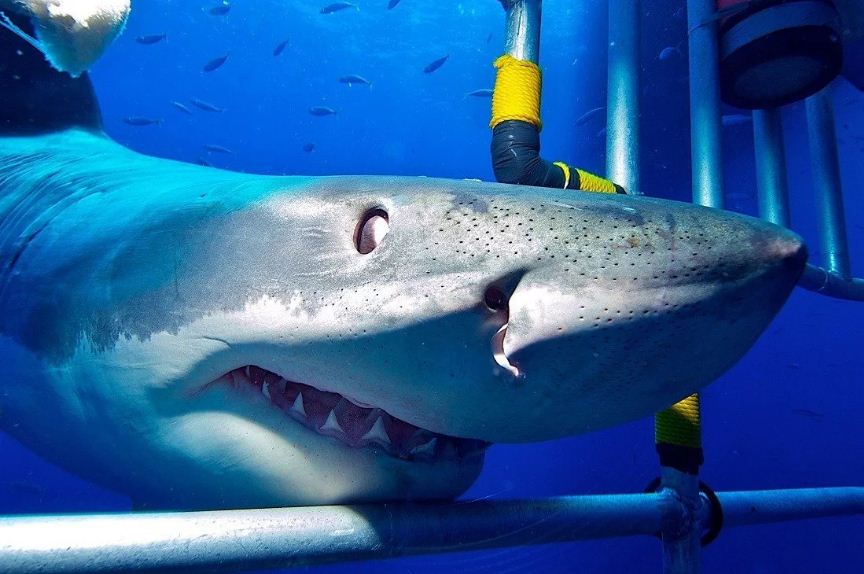 Shark and dive cage. Real shark photos