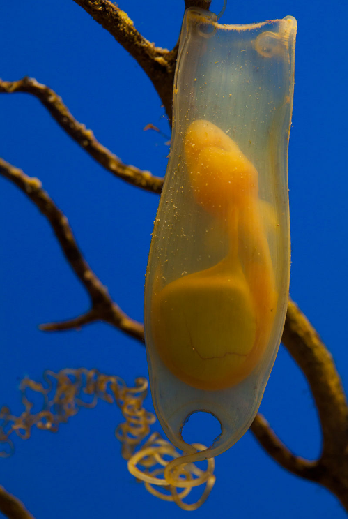 Laying Eggs Is One Method Of Shark Reproduction